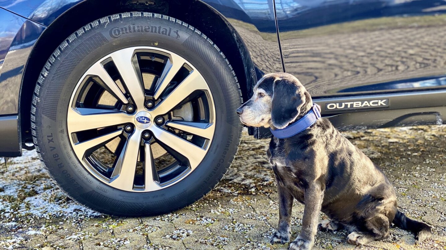 Hund im Auto