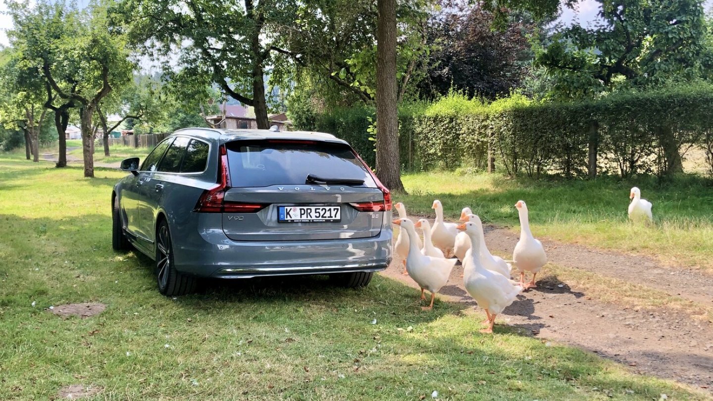 Nicht nur Passanten, auch die Gänse waren vom V90 begeistert. Nicht nur Passanten, auch die Gänse waren vom V90 begeistert.